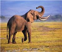 «فيل» يفترس سائحًا في رحلة سافاري بأوغندا
