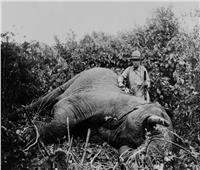 روزفلت في أدغال أفريقيا..  رئيس أمريكا يصطاد فيلا