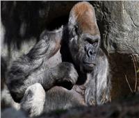وفاة أكبر غوريلا في العالم داخل حديقة حيوان أتلانتا الأميركية