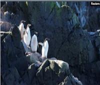 طيور البطريق تكشف أسرار تغير المناخ في القطب الجنوبي