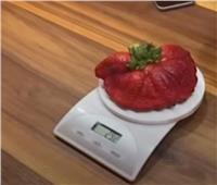 وزنها 289 جرامًا.. «حبة فراولة» تدخل موسوعة جينيس للأرقام القياسية