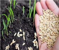 الزراعة: توفير تقاوي الذرة والقطن والأرز بأسعار مخفضة للمزارعين