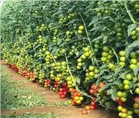 «الزراعة» : توصيات لمزارعى الخضر خلال فترة التذبذبات الحرارية  