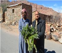 خبير آثار: سيناء تمتلك ثروة من الأعشاب والنباتات الطبية تستخدم للعلاج