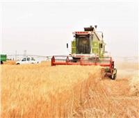 الزراعة: استمرار حصاد القمح بتوشكى خلال إجازة العيد