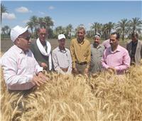 «الزراعة» تضع خطة لمتابعة حصاد وتوريد القمح بالمحافظات خلال إجازة العيد