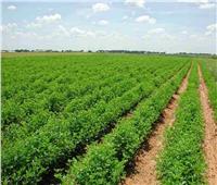 «الزراعة»: السيسي مهتم بالتوسع الأفقي وإضافة أراض زراعية جديدة