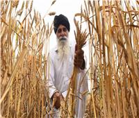 الهند تفرض حظرًا كاملًا على تصدير القمح