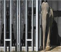 أنثى الفيل المعتقلة