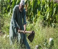 «الزراعة»: الفدان في الصوب الزراعية يعادل 10 فدادين في المساحات التقليدية