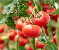 نصائح غذائية.. طماطم معدلة وراثيًا لإنتاج «فيتامين د» ومكافحة السرطان