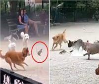 «فأر» يثير الفوضى في متنزه الكلاب بمدينة نيويورك| فيديو وصور