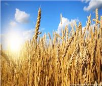 نقيب الفلاحين: إنتاج تقاوي القمح بمشروع مستقبل مصر يؤدي لزيادة الإنتاج