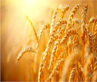 أوكرانيا تتوقع حصاد 48.5 مليون طن من الحبوب في 2022