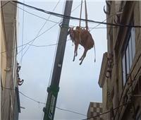 «إنزال البقر برافعات من فوق الأسطح».. أغرب عادات عيد الأضحى في باكستان