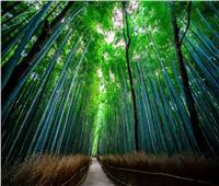 حكايات| غابة ساجانو بامبو الأبرز.. 5 من أجمل الغابات الطبيعية في العالم        