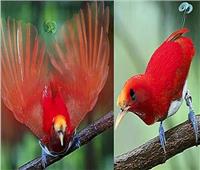  طائر «الجنة الأحمر» النادر يواجه خطر الاصطياد غير المشروع