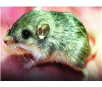  الفأر «بات» الأكبر سنًا يستعد لموسوعة «جينيس»