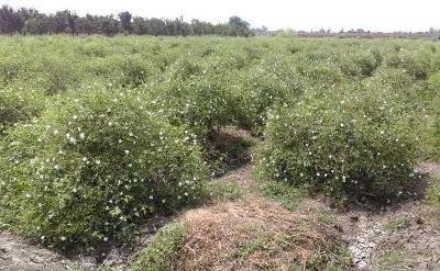 «شبرا بلولة» قلعة صناعة العطور