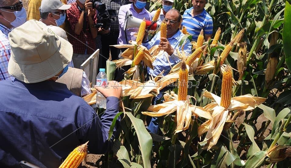 الذرة الشامية