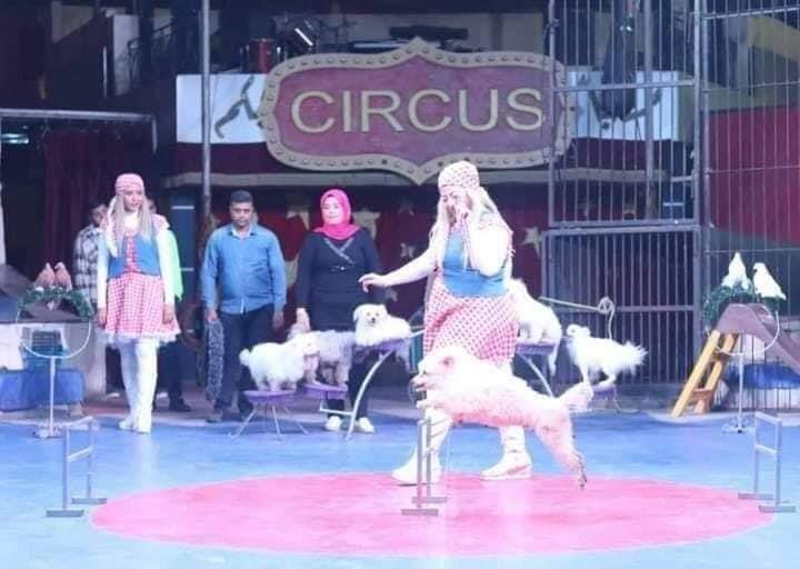 "بيت الفنون الشعبية" يواصل تقديم برنامج السيرك القومى بالعجوزة ومايو
