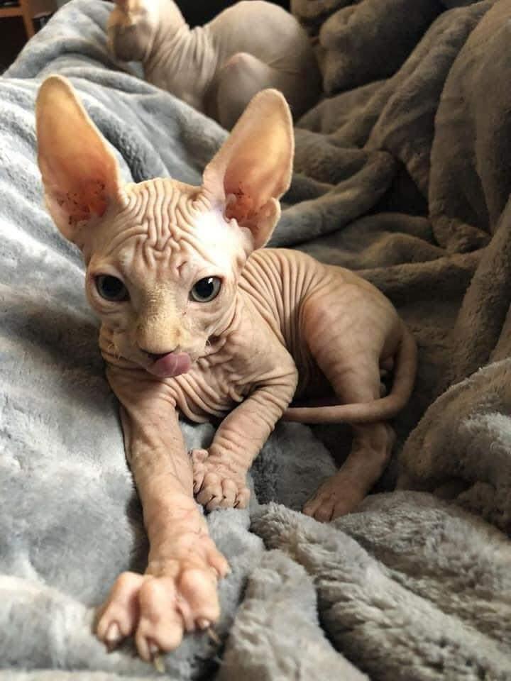 بدون شعر القط الفرعوني سفينكس يثير الرعب صور بوابة أخبار اليوم الإلكترونية