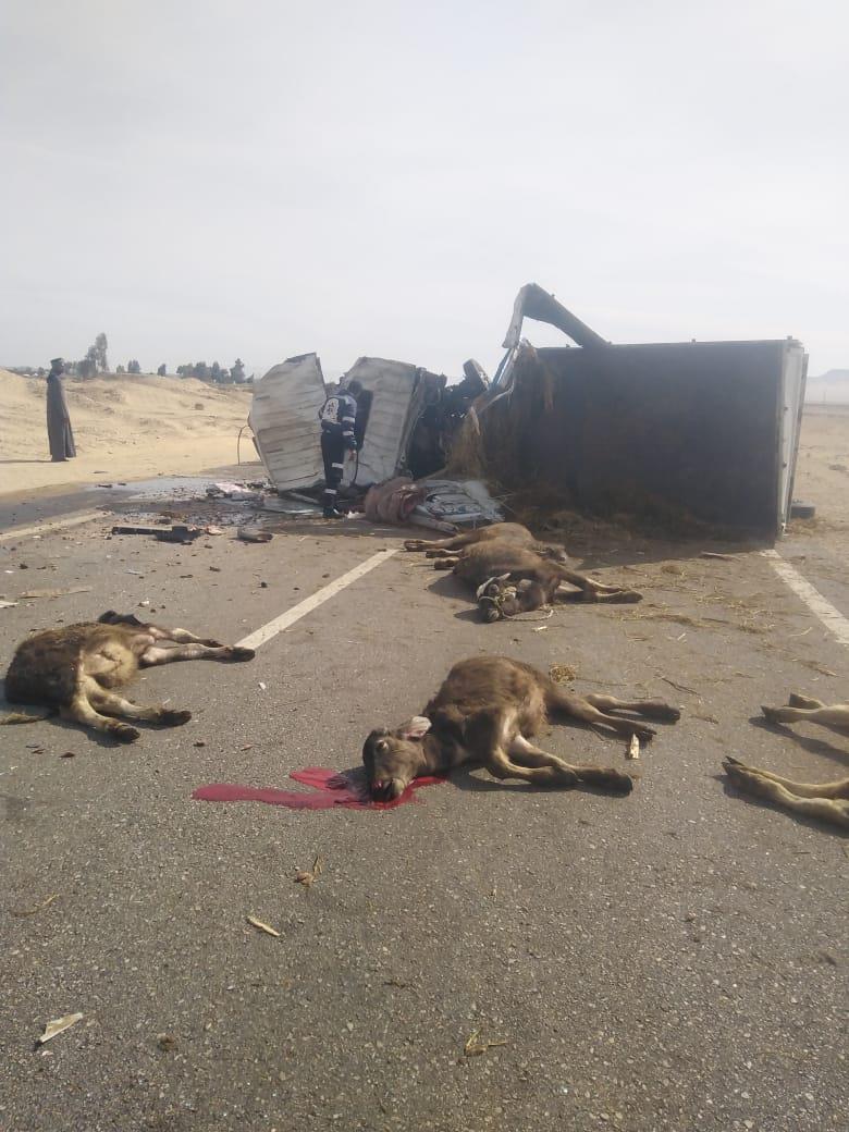 انقلاب سيارة محملة ب 17 رأس ماشية بصحراوي قنا