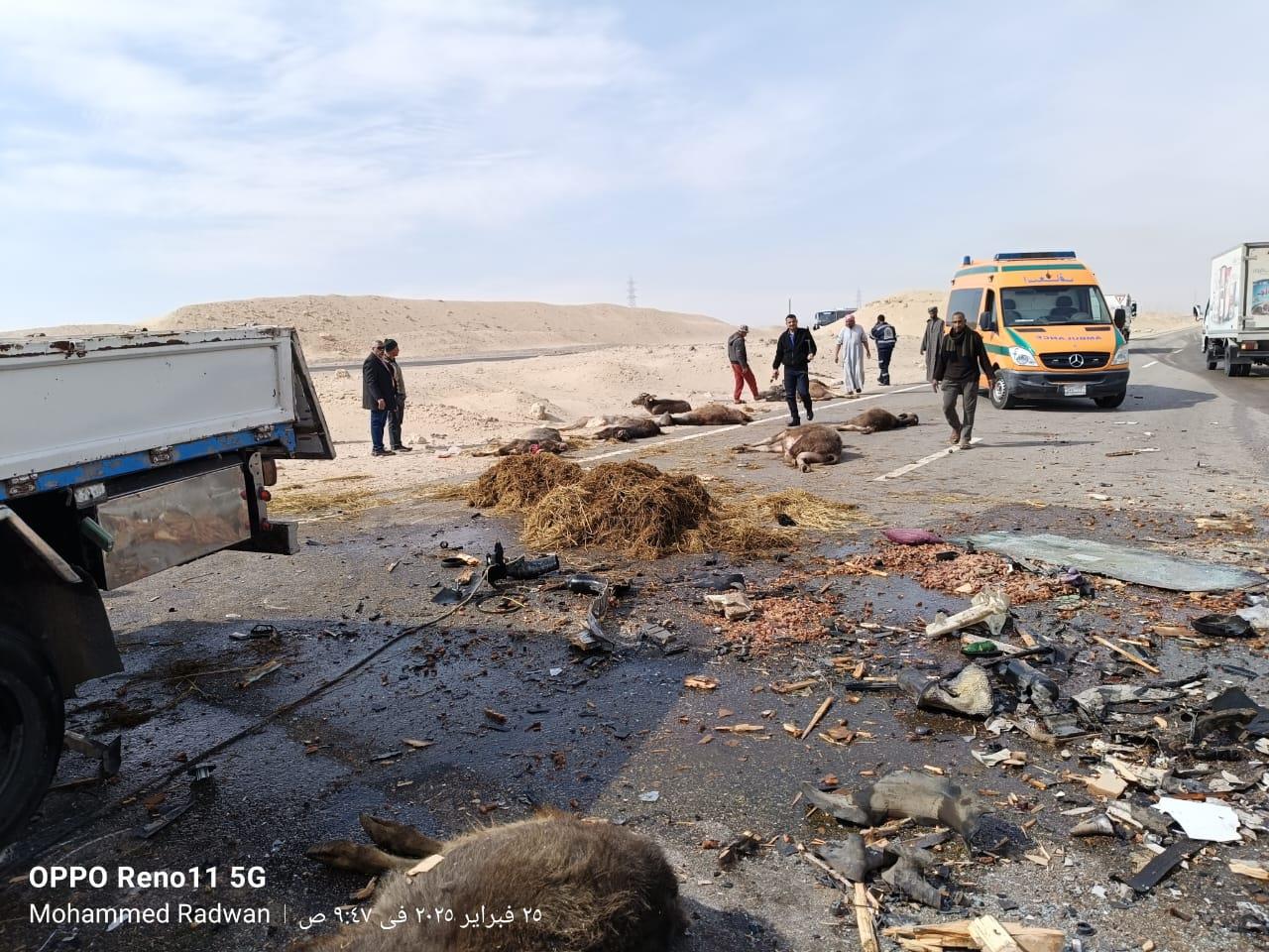 انقلاب سيارة محملة ب 17 رأس ماشية بصحراوي قنا