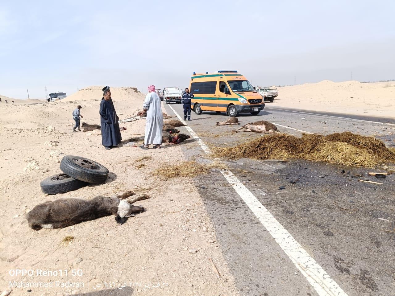 انقلاب سيارة محملة ب 17 رأس ماشية بصحراوي قنا