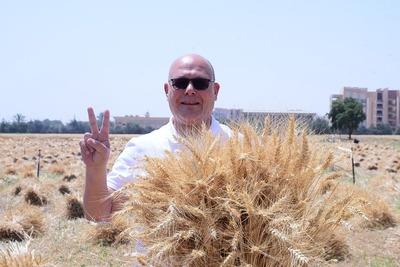 رئيس جامعة سوهاج يحصد القمح بيده
