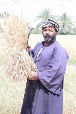 رئيس جامعة سوهاج يحصد القمح بيده