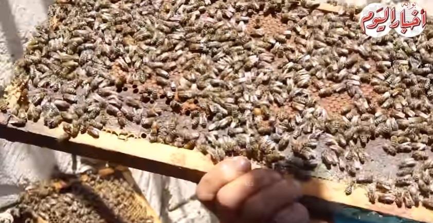 النحل -  حكايات| التشافي بالعسل ولدغ النحل.. مؤلم مذاقه حلو يجدد الدم  20180714195444736