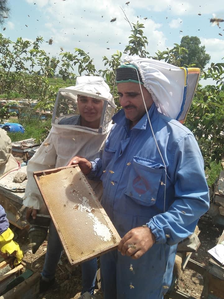 النحل -  «بنها العسل».. رحلة منتجات النحل من «الصندوق الخشب» لأوروبا  20180829145317540