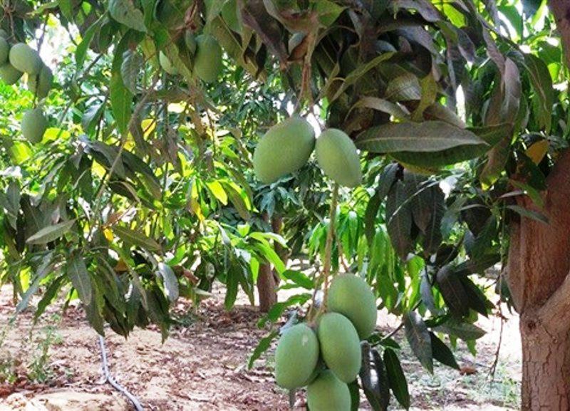 10 نصائح لمزارعي حدائق المانجو وكيفية التعامل مع الأشجار في