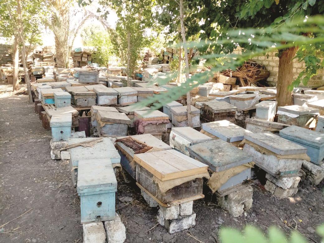  صور| عسل النحل.. صناعة وتجارة «ملف»  20190718061224425