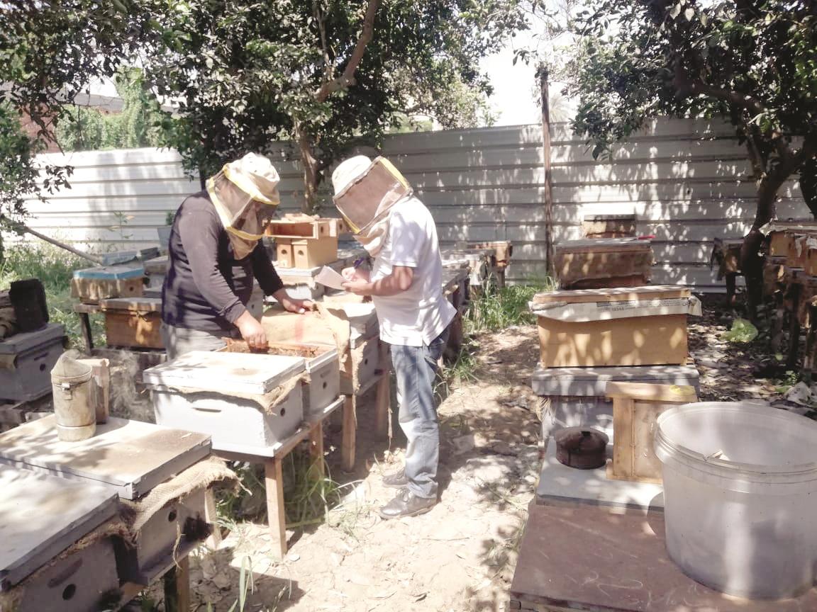  صور| عسل النحل.. صناعة وتجارة «ملف»  20190718061238710