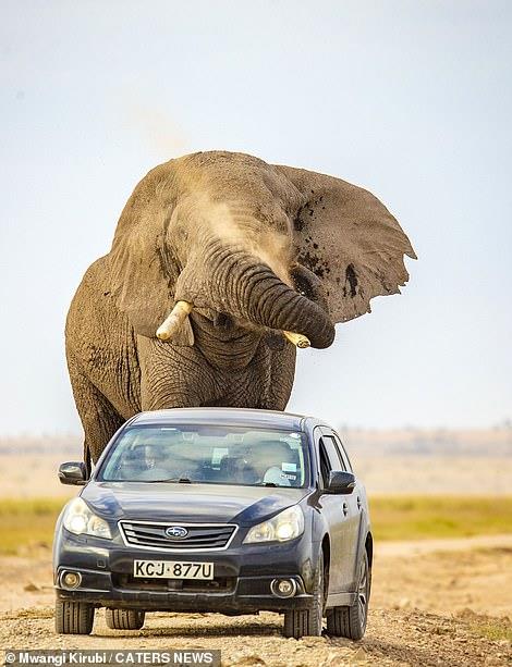 صور تحبس الأنفاس.. فيل عملاق يطارد سيارة محاولا دهسها | بوابة أخبار اليوم  الإلكترونية