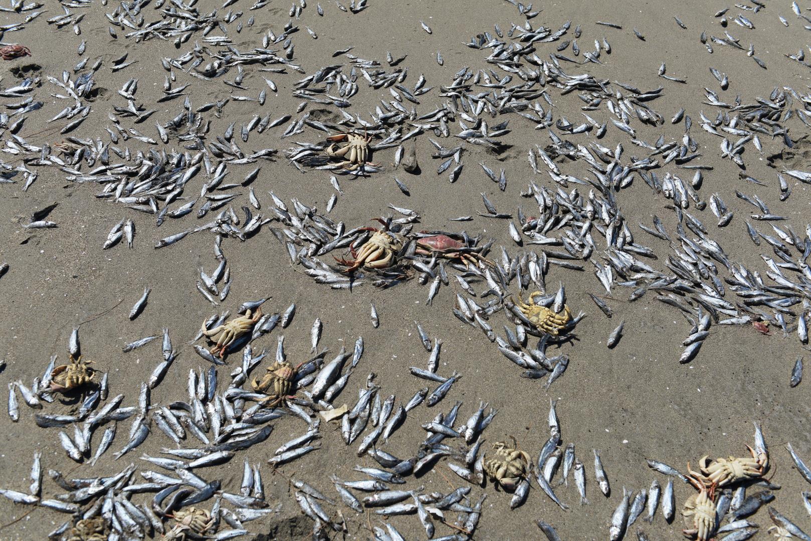 بالصور| نفوق مئات الأطنان من الأسماك على شواطئ تشيلي | بوابة أخبار اليوم الإلكترونية