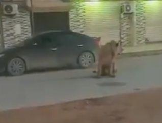أسد
