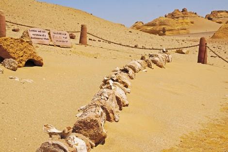  محمية وادي الحيتان