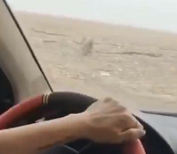 هجوم نمر سيبيري