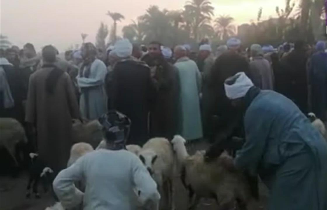 أسواق المواشي في أسيوط