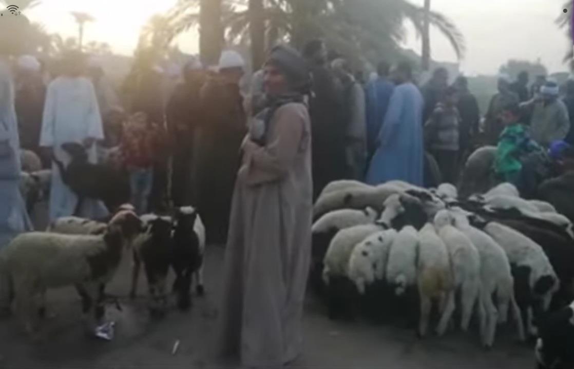أسواق المواشي في أسيوط