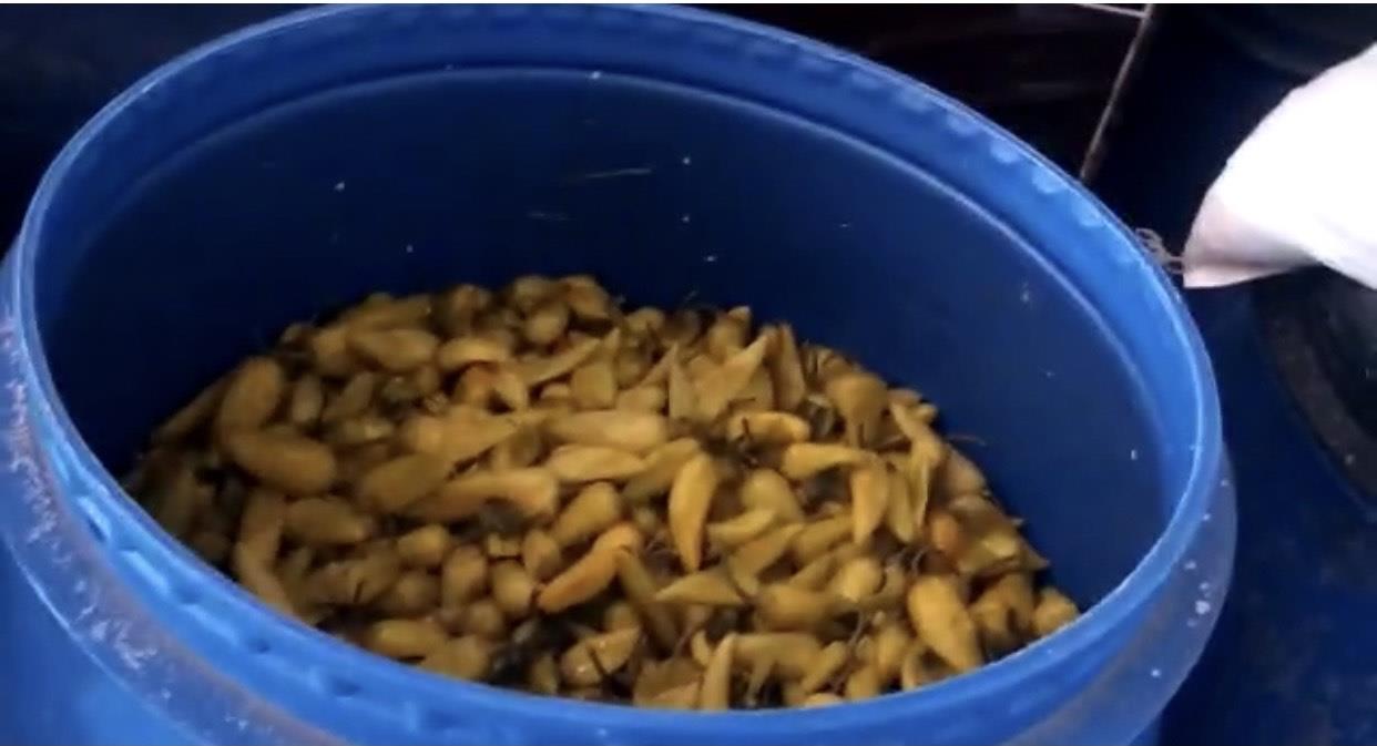 ضبط  مصنع مخللات بدون ترخيص
