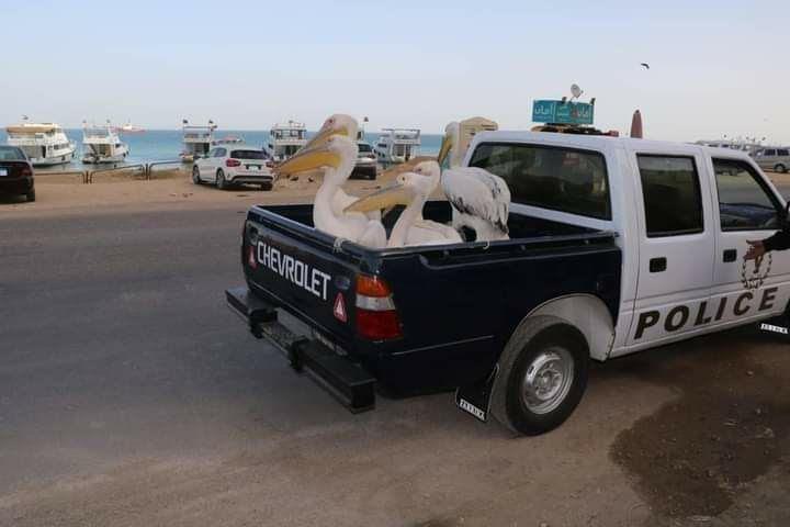 كائنات البحرية 