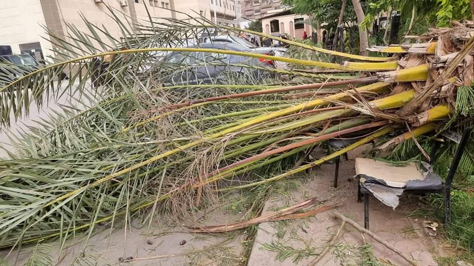 سقوط شجرة ضخمة بكفرالزيات وإغلاق شارع بطنطا