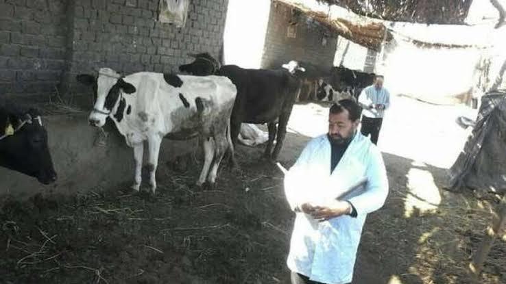 لحملات البيطرية 
