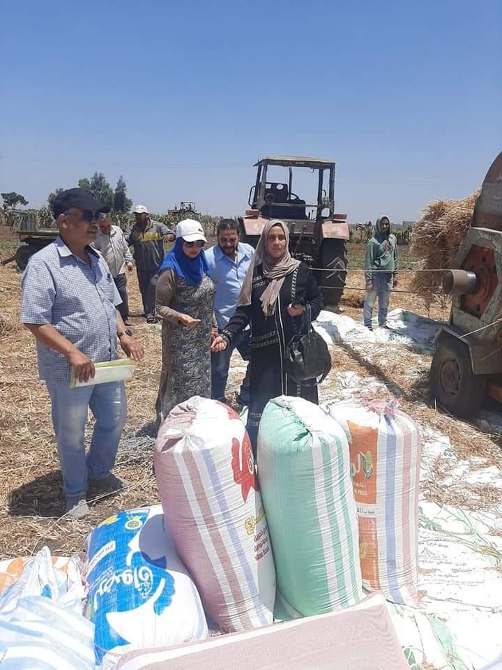 فتح أبواب الجمعيات الزراعية لاستقبال القمح بالغربية