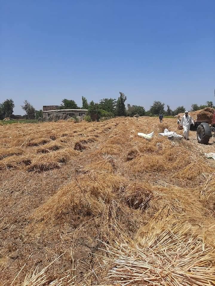 فتح أبواب الجمعيات الزراعية لاستقبال القمح بالغربية