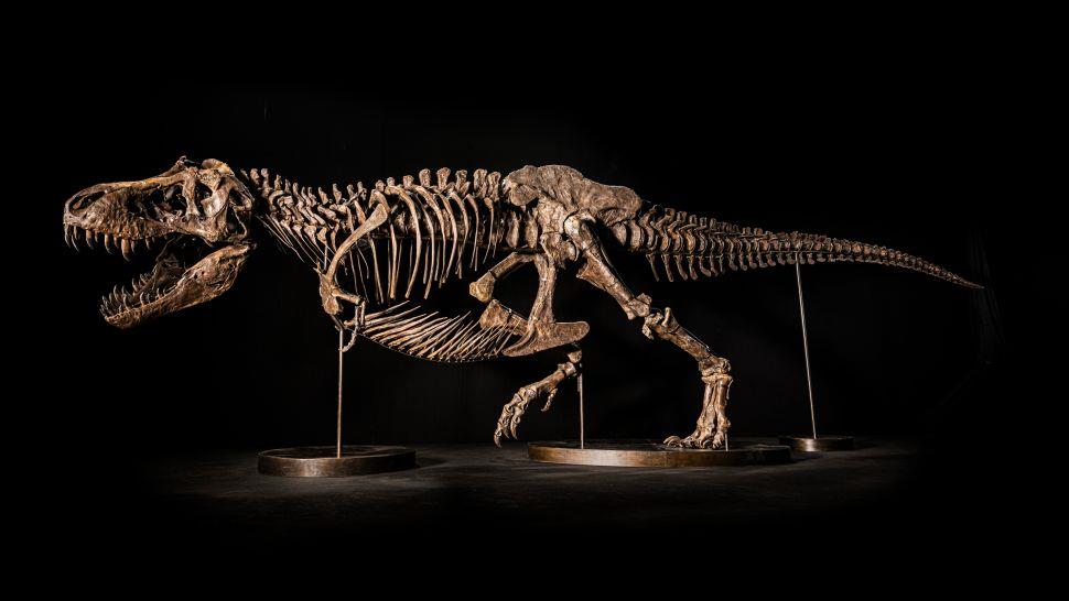سر إلغاء مزاد لـ«ديناصور ضخم» في آسيا 7